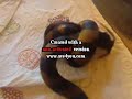 Bismarck ringed python eating-Repas Bothrochilus boa Bismarck ringed python eating-Repas Bothrochilus boa