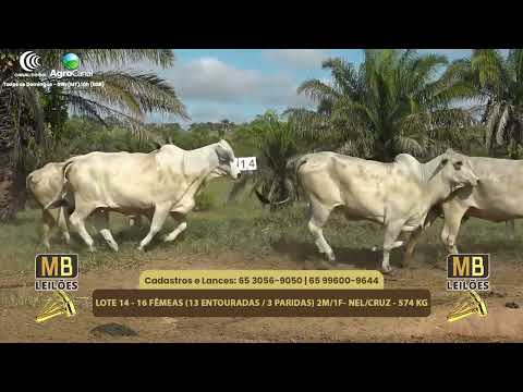 548� LEIL�O VIRTUAL MB LEIL�ES