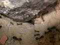Messor alexandri - my ant colony