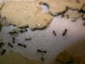 videos de Messor alexandri - my ant colony