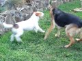 jack russell and german shepherd play