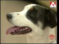 Loisirs Canins - Cours d\