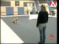Loisirs Canins - Cours d'agilités
