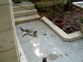 Cat plays with Chick