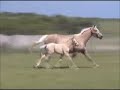 2008 Palomino Thoroughbred Filly out of RFF Golden Miracle