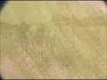 2008 Palomino Thoroughbred Filly out of RFF Golden Miracle