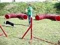 chuck norris border collies