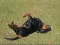 Rotweiller Zur Heiligen Rita
