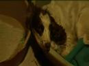 Dog spelt backwards... Dog spelt backwards...