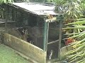 look how did the dog escape :d