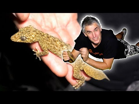 YouTube reptile video