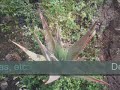 Proyecto Aloe vera Unicit