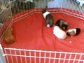 bunny and piggies in ex-pen