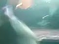Mas videos y fotos en: http://zyrlife.mex.tc La posada de los muertos en el concierto de Qro!., a Peticion de mi bro: ZENZY666