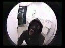 Sektenmuzik Hlst du es aus