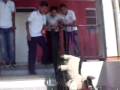 Burro de Shrek se divierte!!!