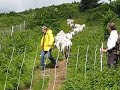 Baa-tany Project in the Roan Highlands