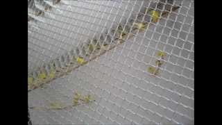 Kanarki Harceńskie 2011 cz.3 