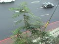 Petare sin buhoneros.