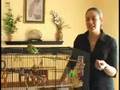 Caring for Parakeets : When to Buy a Parakeet