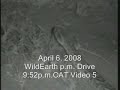april 6 2008 wildearth pm drive video 5 snake   lionesses