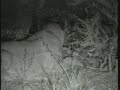 April 6, 2008 WildEarth pm drive Video 5, snake & lionesses April 6, 2008 WildEarth pm drive Video 5, snake & lionesses