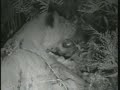 april 6 2008 wildearth pm drive video 5 snake   lionesses