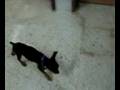 videos de Puppy toileting 2