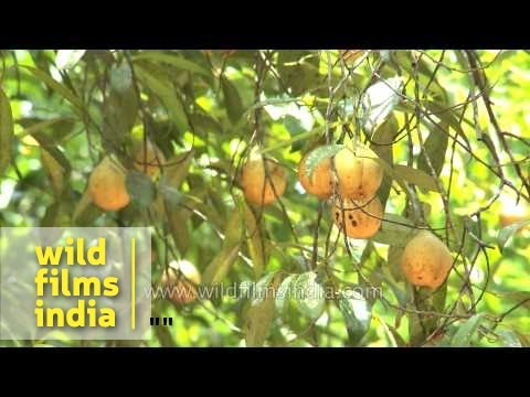 how to harvest nutmeg