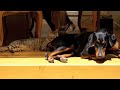 Doberman & Bengals - Bijoux, Leo & Bella