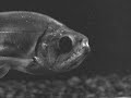 hydrolycus Armatus hydrolycus Armatus
