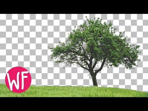 Photoshop Tutorial | How to Cut Out a Tree in Photoshop