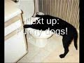 おもしろ猫動画