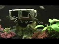 Black Calvus &amp; Syno.Petricolas