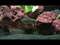 Black Calvus & Syno.Petricolas