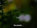 videos de Tempo de Amar !!!