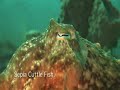 Cuttle Fish of Sipadan