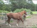 Baby Horse Baby Horse