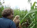Corn Maze