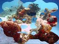 playa scuba  cozumel scuba diviing
