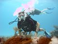 Playa Scuba , Cozumel Scuba Diving Playa Scuba , Cozumel Scuba Diving