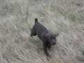 KANSAS AKC GERMAN SHORTHAIR POINTER PUPPIES part1 KANSAS AKC GERMAN SHORTHAIR POINTER PUPPIES part1
