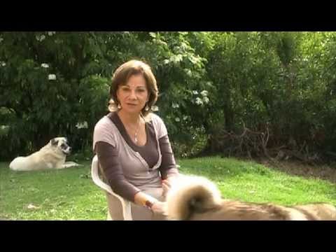 escuela de magia - Alma Zuluaga. Conversatorio (I ).Facilitadora oficial de las enseñanzas de Gerardo Schmedling T. Seminarios-Talleres para despertar al Amor, haciendo Magia e...
