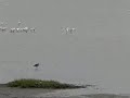 Spoonbills landing, adult with juvenile