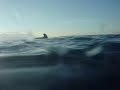 Encuentro en el agua/ Close encounter in the big blue Encuentro en el agua/ Close encounter in the big blue