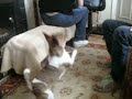 Dancing Dog