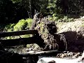 Crossing a river via a log Crossing a river via a log