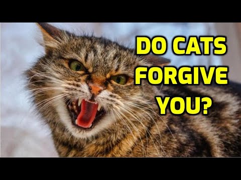 How Long Do Cats Stay Angry?
