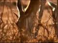 videos de Grandes Depredadores BBC 01 de