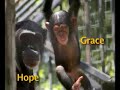 Primarily Primates 2008 Primarily Primates 2008